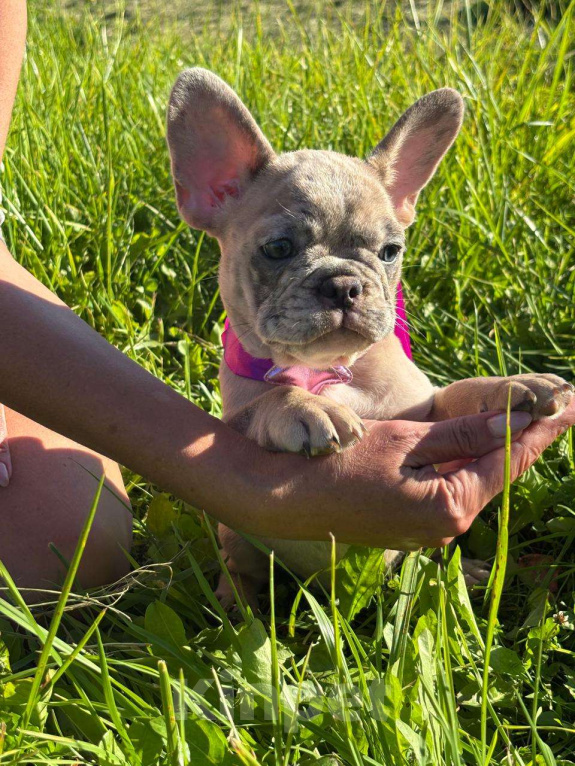 Собаки в Санкт-Петербурге: Продам щенков французского бульдога Девочка, 50 000 руб. - фото 5