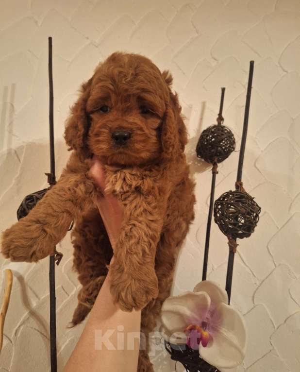 Собаки в Москве: Кокапу щенок мальчик Мальчик, 45 000 руб. - фото 6