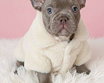 Собаки в Новочебоксарске: Французский бульдог, щенок Фрик Мальчик, 150 000 руб. - фото 1