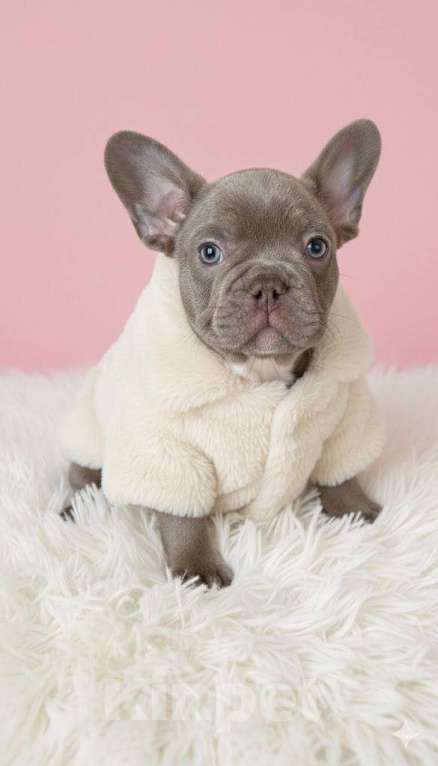 Собаки в Новочебоксарске: Французский бульдог, щенок Фрик Мальчик, 150 000 руб. - фото 1