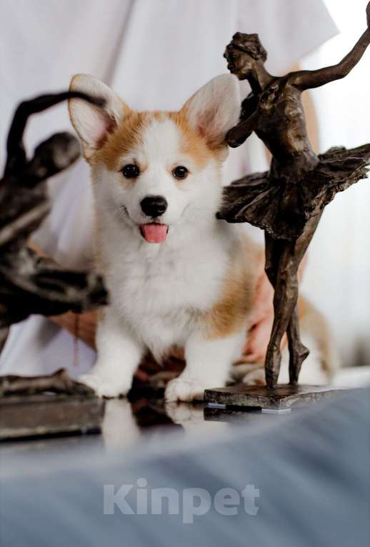 Собаки в Москве: вельш корги пемброк щенок Девочка, 80 000 руб. - фото 4