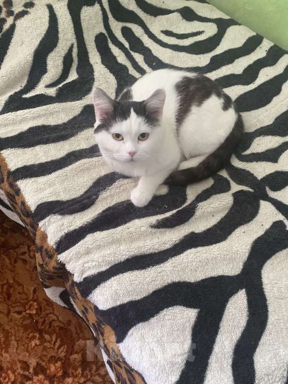 Кошки в Екатеринбурге: Симба Мальчик, Бесплатно - фото 2