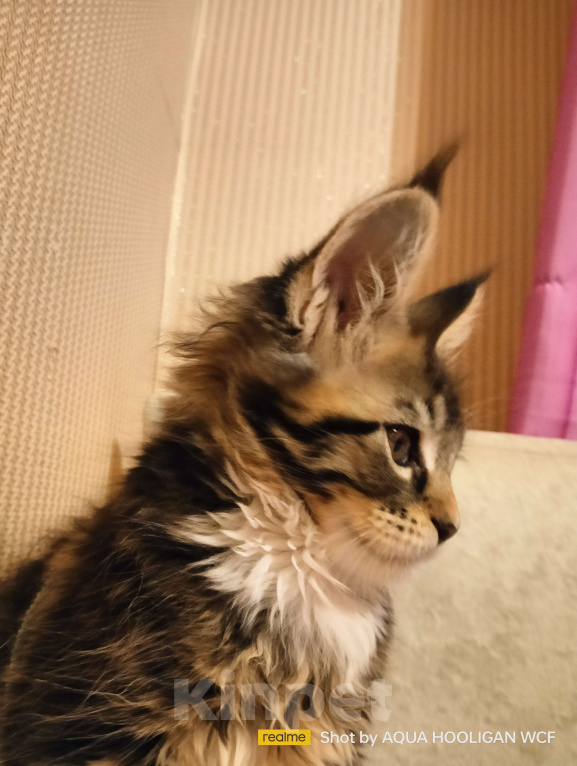 Кошки в Санкт-Петербурге: Мейн куны WCF, М. Новочеркасская, родословная, прививки Девочка, 49 000 руб. - фото 4