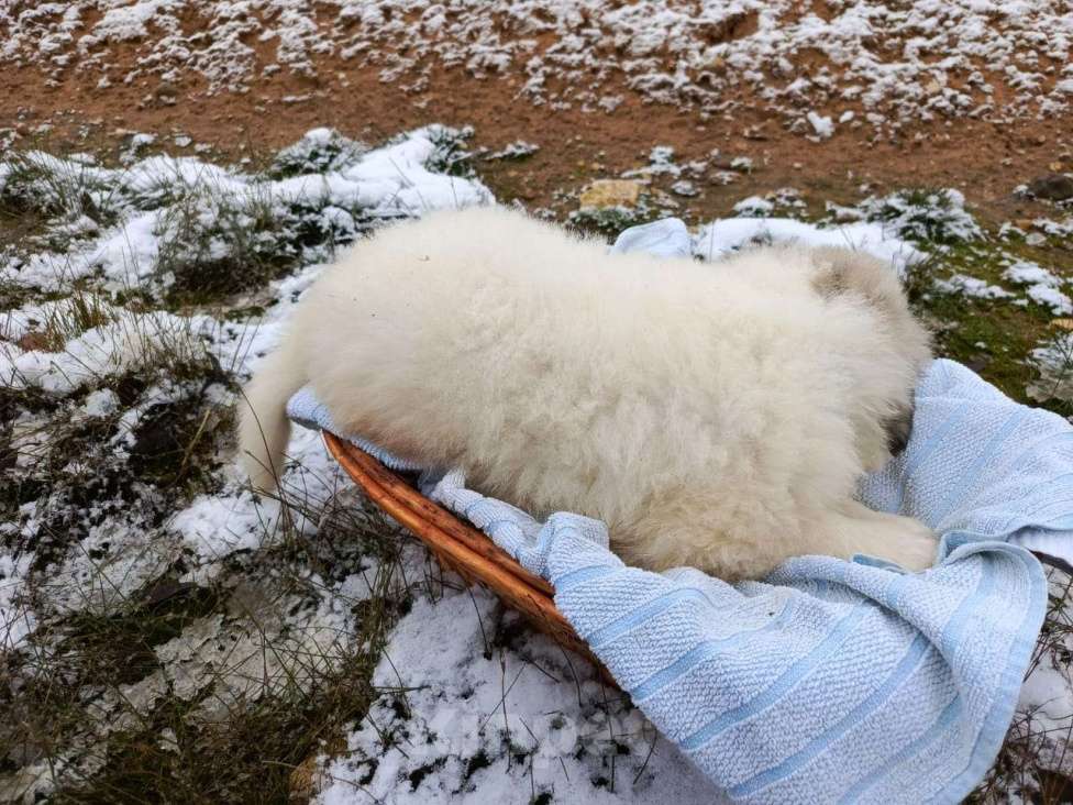 Собаки в Малоярославце: щенки пиренейской горной собаки_мальчик 3 Мальчик, 40 000 руб. - фото 10