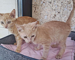 Кошки в Москве: Котенок Абрикос и Персик  2,5 месяца - лучик Крымского солнышка  Мальчик, Бесплатно - фото 5