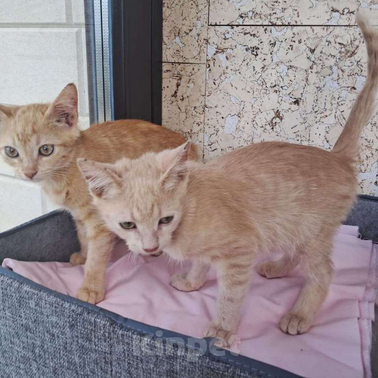 Кошки в Москве: Котенок Абрикос и Персик  2,5 месяца - лучик Крымского солнышка  Мальчик, Бесплатно - фото 5