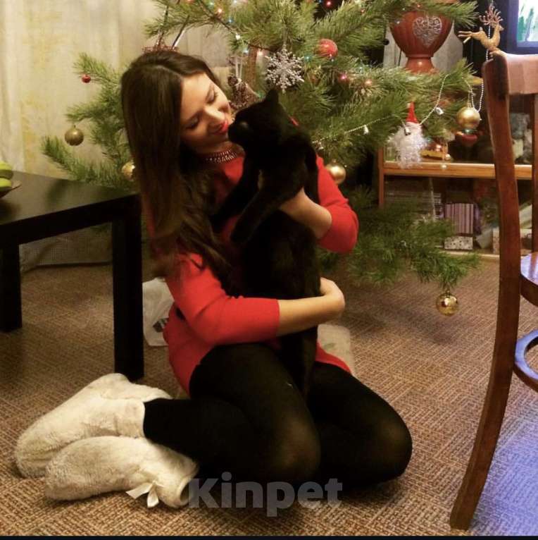 Кошки в Челябинске: Отдам в ДОБРЫЕ ЗАБОТЛИВЫЕ РУКИ Девочка, Бесплатно - фото 3