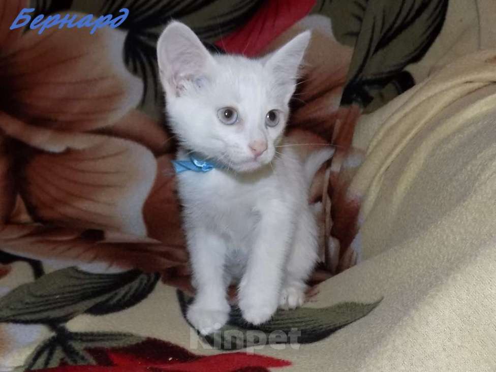 Кошки в Москве: Анатолийский белоснежный голубоглазый мальчик Мальчик, 15 000 руб. - фото 5
