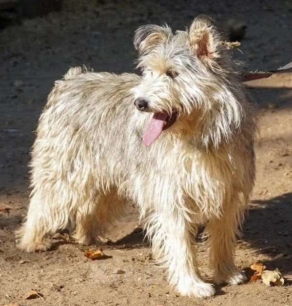 Собаки в Москве: Зайке нужен дом  Девочка, Бесплатно - фото 2