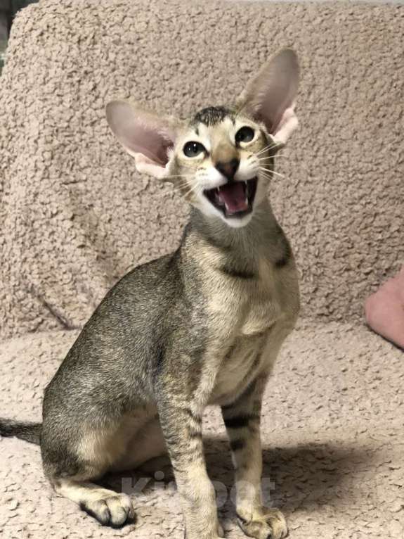 Кошки в Санкт-Петербурге: Ориентальный котенок девочка Девочка, 50 000 руб. - фото 3