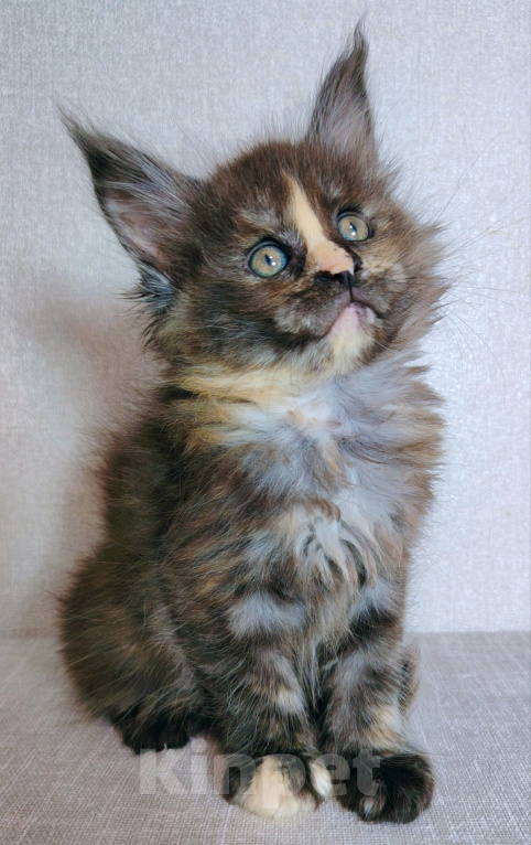 Кошки в Кубинке: Котенок мейн-куна Девочка, 70 000 руб. - фото 1