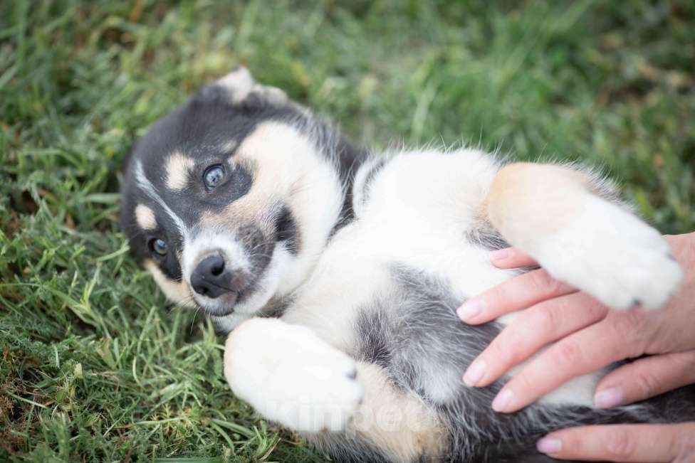 Собаки в Москве: Щенок-егоза в дар в добрые руки Девочка, Бесплатно - фото 4