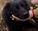 Собаки в Москве: Черника ищет свой дом  Девочка, Бесплатно - фото 2