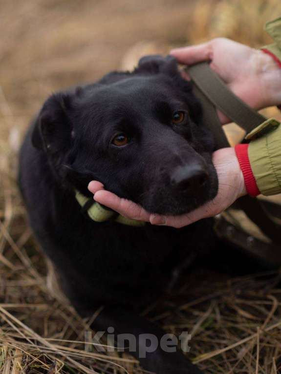 Собаки в Москве: Черника ищет свой дом  Девочка, Бесплатно - фото 2
