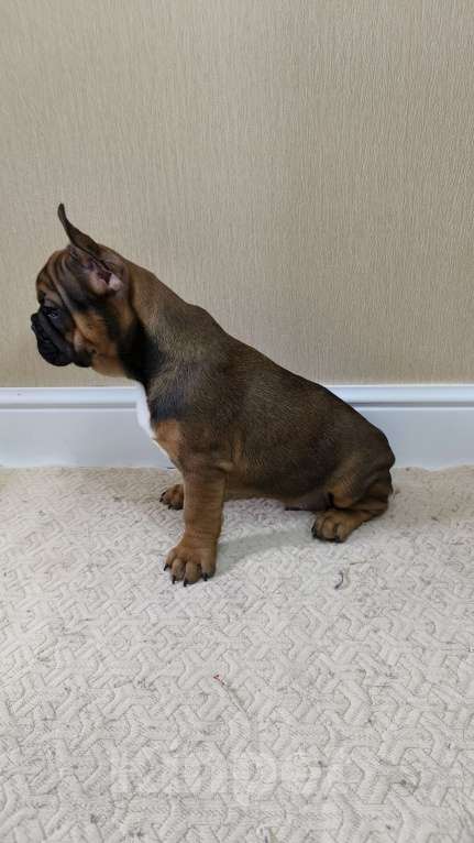 Собаки в Белореченске: Французский бульдог Мальчик, Бесплатно - фото 8