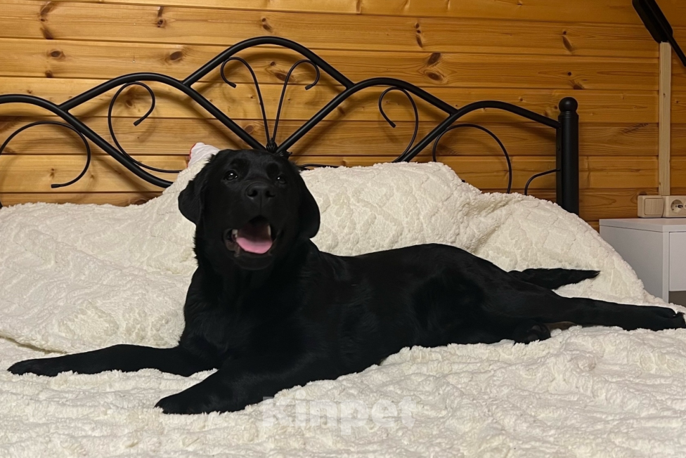 Собаки в Пскове: Лабромалышка Девочка, 60 000 руб. - фото 1