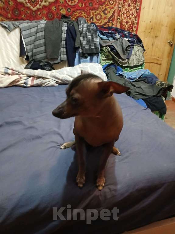 Собаки в Горячем Ключе: Ищу невесту Мальчик, 1 700 000 руб. - фото 2