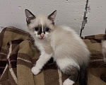 Кошки в Ростове-на-Дону: Котята девочки Девочка, 10 000 руб. - фото 4