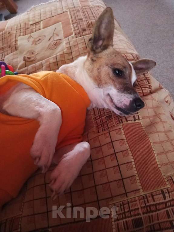 Собаки в других городах Московской области: Найденыш Девочка, Бесплатно - фото 4