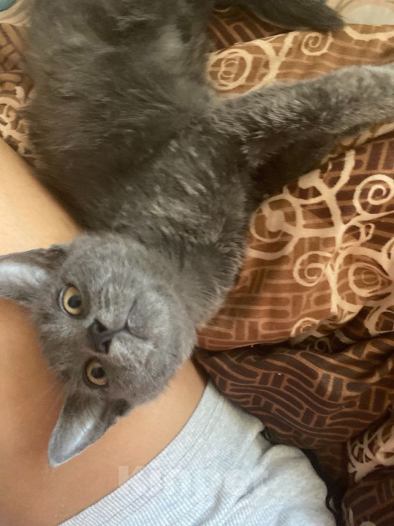 Кошки в Новороссийске: Котятки в добрые руки!!! Мальчик, Бесплатно - фото 2