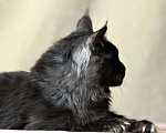 Кошки в Москве: Шикарный кот Мейн-Кун на вязку, 15 000 руб. - фото 2
