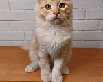 Кошки в Москве: сибирские котята Мальчик, 25 000 руб. - фото 2