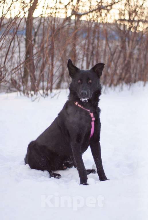 Собаки в Москве: Обычный пёс Чако с идеальным характером в поисках дома Мальчик, Бесплатно - фото 7