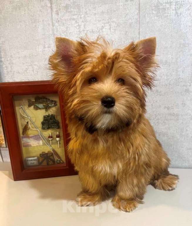 Собаки в Санкт-Петербурге: щенок русской салонной собаки (похож на цветного йорка) Мальчик, 40 000 руб. - фото 1