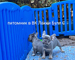 Собаки в Ставрополе: Голубоглазые  щенки французского бульдога (серые) Мальчик, Бесплатно - фото 5