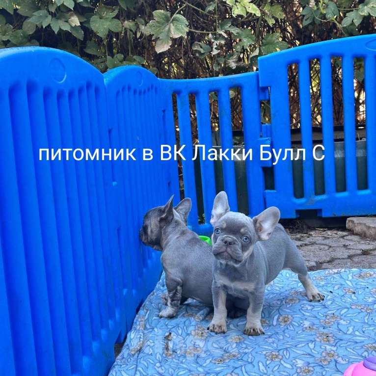 Собаки в Ставрополе: Голубоглазые  щенки французского бульдога (серые) Мальчик, Бесплатно - фото 5