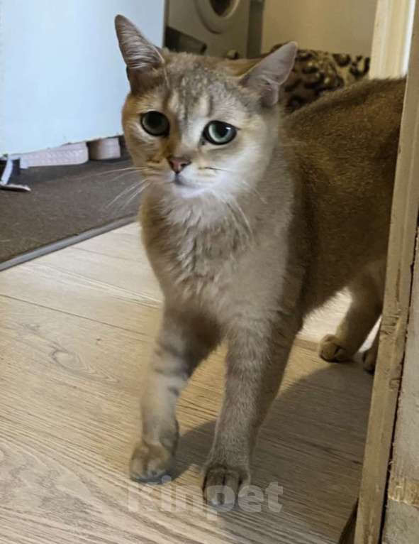 Кошки в Воронеже: Шотландская золотая шиншилла  Девочка, Бесплатно - фото 5
