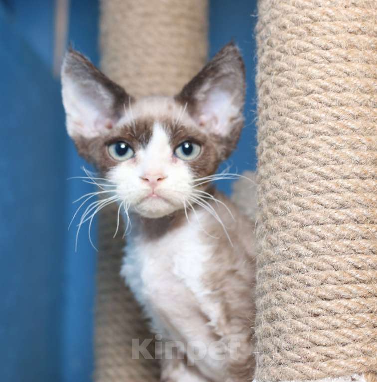 Кошки в Санкт-Петербурге: Девон Рекс котенок мальчик Мальчик, 50 000 руб. - фото 5