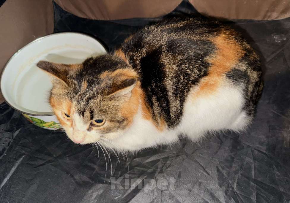 Кошки в Москве: ‼️Ирис ИЩЕТ ДОМ‼️МОСКВА И МО📣 Девочка, Бесплатно - фото 5