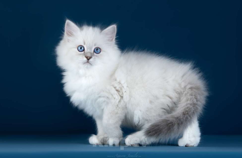 Кошки в Москве: Котенок невской маскарадной Девочка, Бесплатно - фото 3