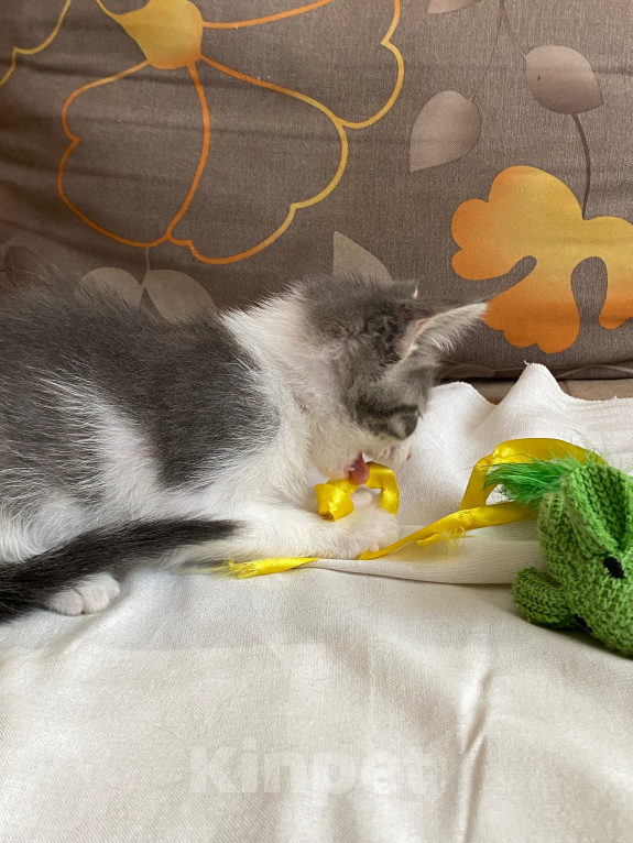 Кошки в Нижнем Новгороде: Котенок в добрые руки Мальчик, Бесплатно - фото 8