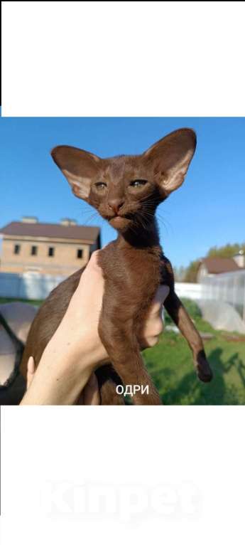 Кошки в Санкт-Петербурге: Предлагаю кошку Девочка, 60 000 руб. - фото 1