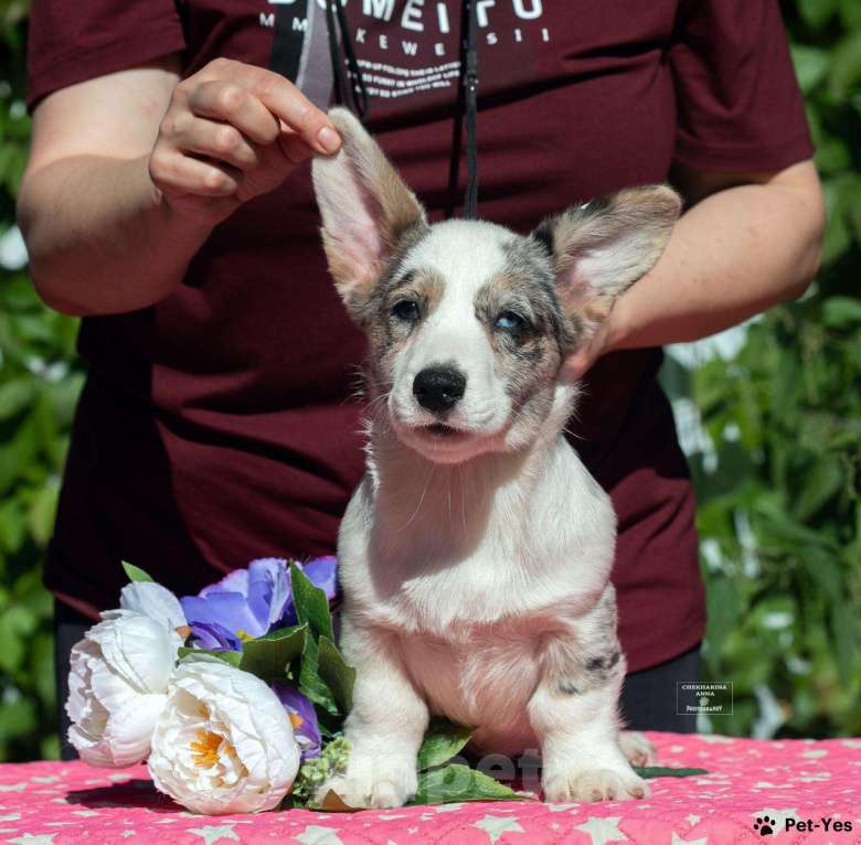 Собаки в Москве: Мраморный корги Мальчик, 50 000 руб. - фото 3