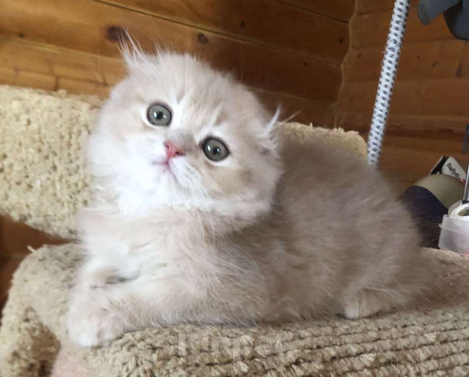 Кошки в Сестрорецке: Ручной мурчалочка Мальчик, 30 000 руб. - фото 2