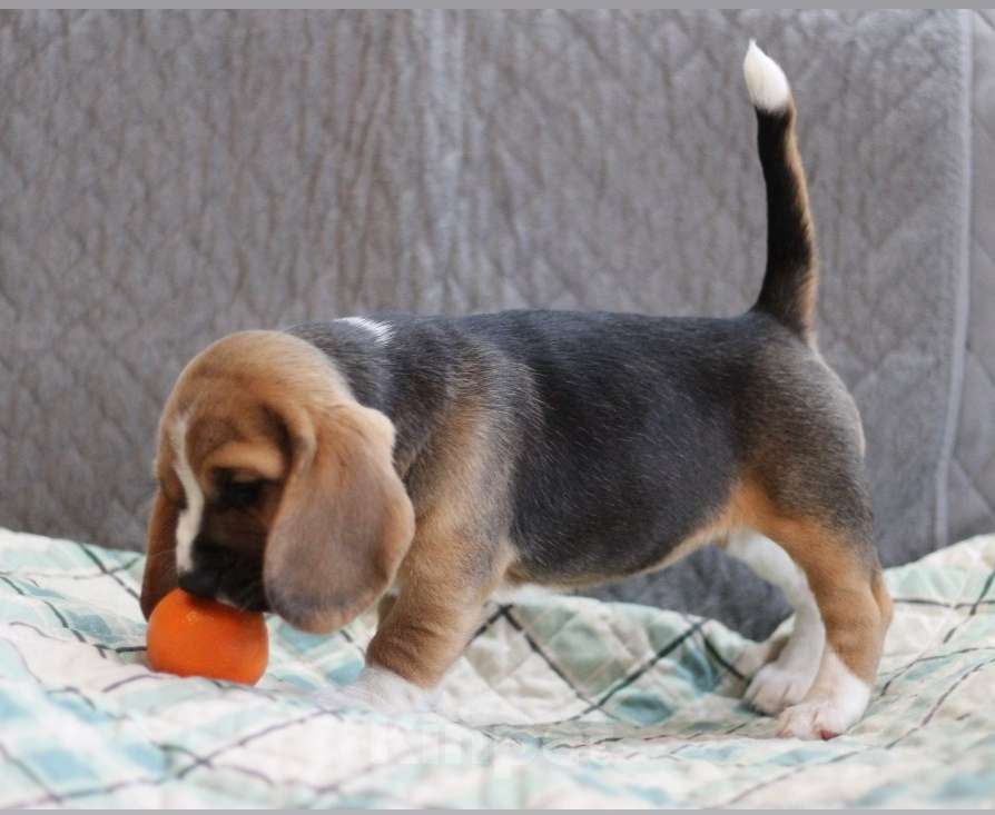 Собаки в других городах Московской области: Сука бигль Девочка, 55 000 руб. - фото 4