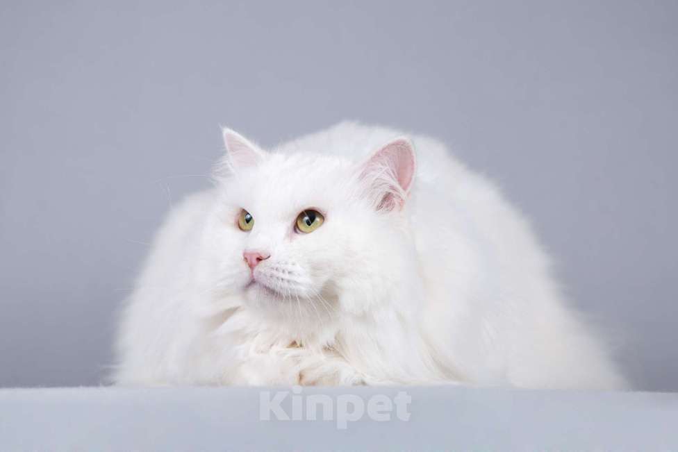 Кошки в Москве: Большой, белый и пушистый кот Сахарок в добрые руки Мальчик, 1 руб. - фото 5