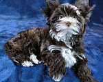 Собаки в Москве: Шоколадный йоркширский терьер Девочка, 60 000 руб. - фото 2