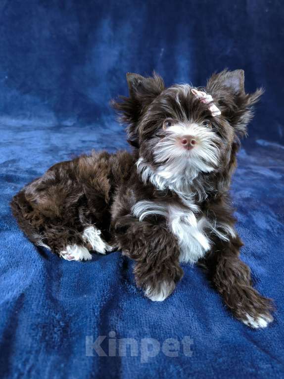 Собаки в Москве: Шоколадный йоркширский терьер Девочка, 60 000 руб. - фото 2