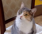 Кошки в Дзержинске: Пропала кошка Девочка, 5 000 руб. - фото 2