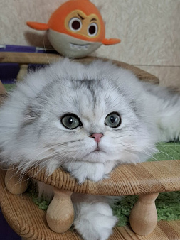 Хайленд фолд девочка