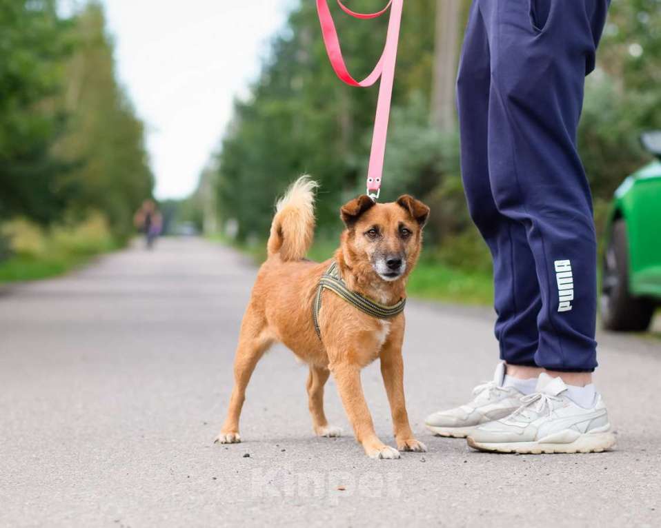 Собаки в Санкт-Петербурге: Маленький хорошенький пёс Мальчик, Бесплатно - фото 2