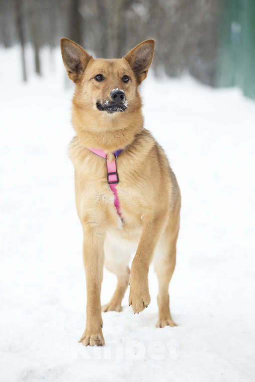 Собаки в Москве: Яркое солнышко Арика в поисках дома Девочка, Бесплатно - фото 3
