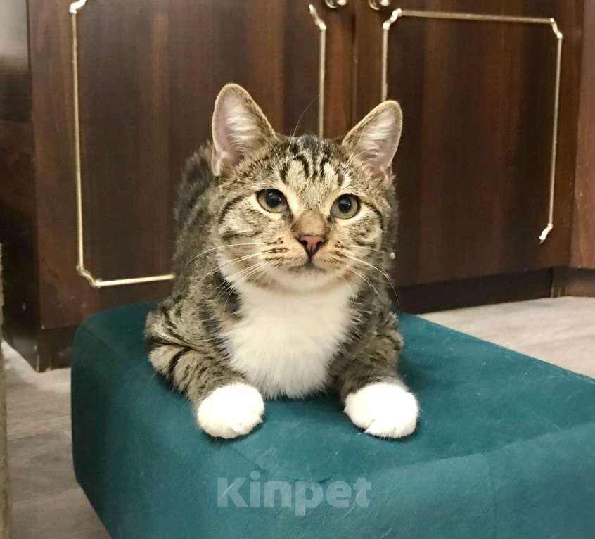 Кошки в Санкт-Петербурге: Платон Мальчик, Бесплатно - фото 1