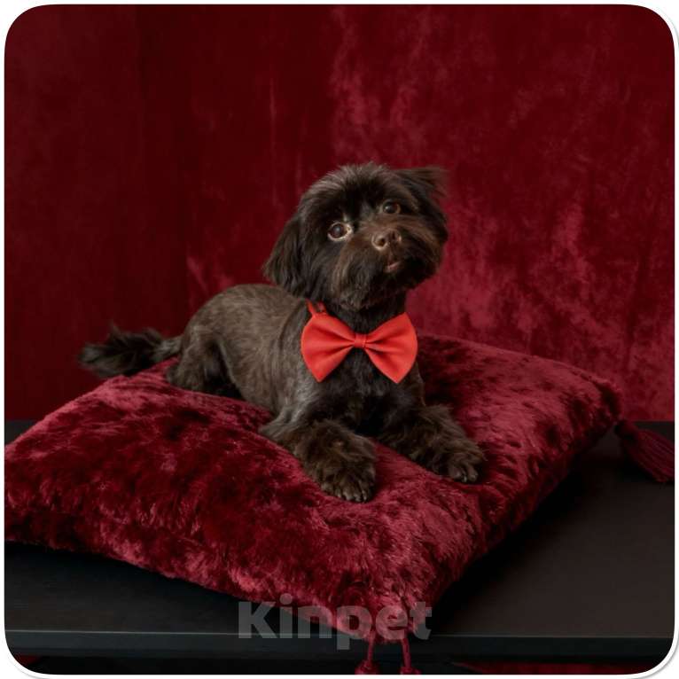 Собаки в Москве: Йорк горький шоколад взрослая девочка стандарт Девочка, 45 000 руб. - фото 7