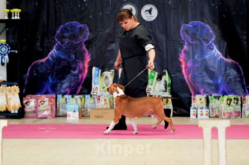 Собаки в Москве: АСТ Мальчик, 100 000 руб. - фото 5