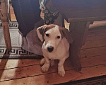 Собаки в Одинцово: Найден Джек Рассел Перхушково Мальчик, 1 руб. - фото 1